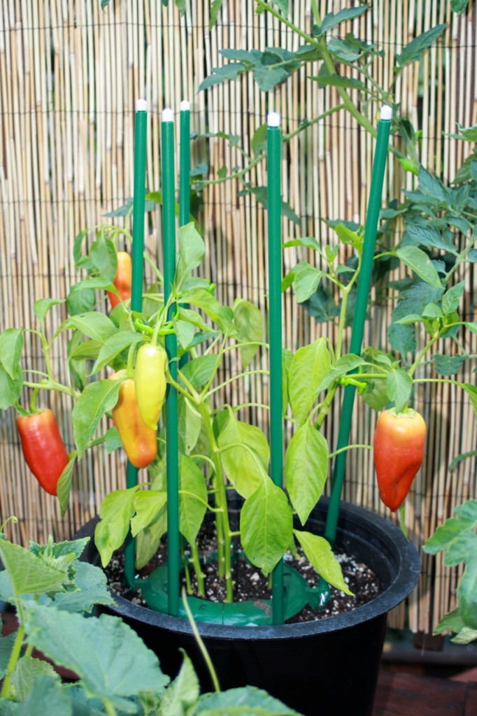How to Grow Bell Peppers Indoors (with Pictures) - wikiHow